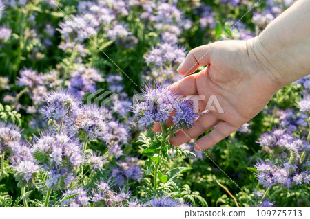 Phacelia flower in a woman's hand 109775713