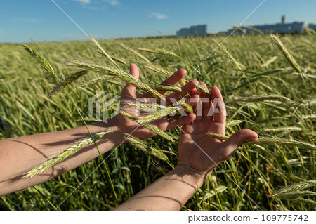 Close-up of hand touching wheat on field . 109775742