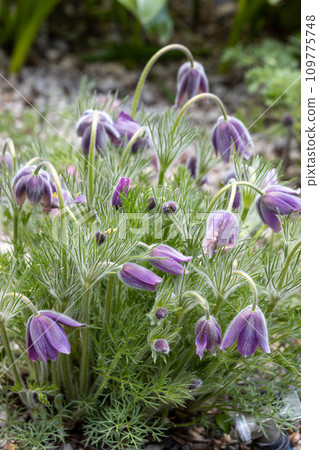 Pulsatilla vulgaris Lumbago flowering in the garden. Dream-grass flowers blooming in the spring. 109775748
