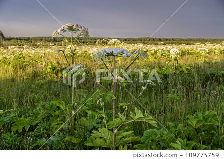 Sosnowsky's hogweed Heracleum sosnowskyi dangerous invasive plant 109775759