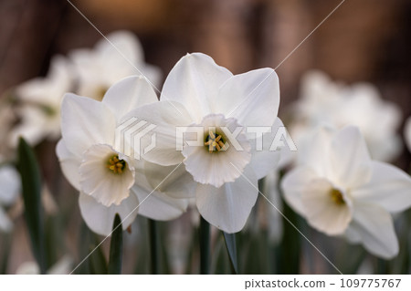 Close-up of white narcissus flowers (Narcissus poeticus) in spring garden Close-up of white narcissus flowers (Narcissus poeticus) in spring garden 109775767