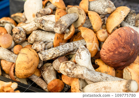 Freshly picked boletus mushrooms on a farmer's counter Freshly picked boletus mushrooms on a farmer's counter 109775780