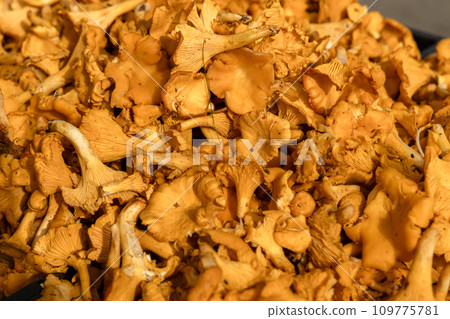 Mushroom Background. Chanterelles mushrooms just picked in the forest Mushroom Background. Chanterelles mushrooms just picked in the forest 109775781