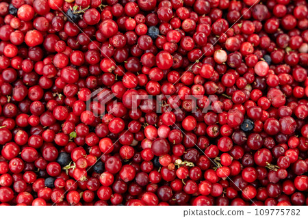 Abstract background from fresh cowberry. Close up. 109775782