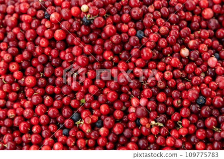 Abstract background from fresh cowberry. Close up. Abstract background from fresh cowberry. Close up. 109775783