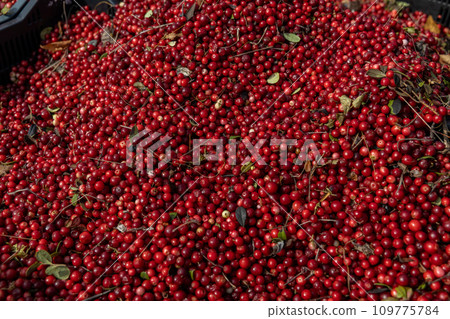 Fresh red ripe lingonberries in plastic boxes on a farmer's market retail display. Close-up 109775784
