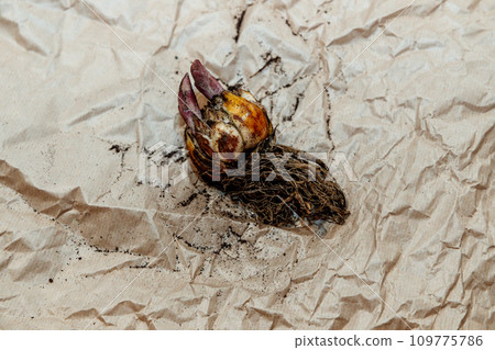 lily bulb with a new sprout 109775786