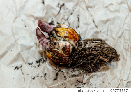 lily bulb with a new sprout 109775787