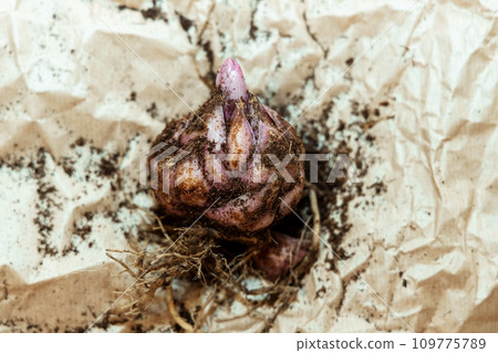 lily bulb with a new sprout lily bulb with a new sprout 109775789