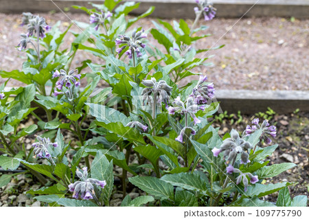 Borago officinalis. Borage also known as a starflower. Borago officinalis. Borage also known as a starflower. 109775790