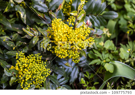 Mahonia aquifolium. Bright yellow flowers of a mahonia japonica bush.  109775793