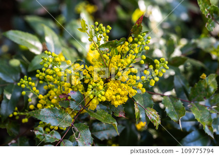 Mahonia aquifolium. Bright yellow flowers of a mahonia japonica bush.  109775794