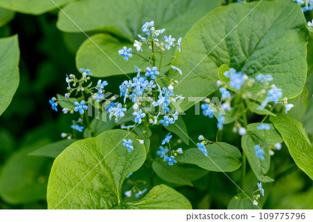Brunnera macrophylla. Large green leaves and inflorescences with small blue flowers have formed continuous thickets. High quality photo 109775796