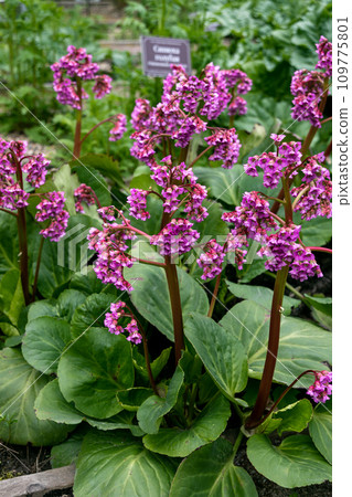 Close-up of badan Bergenia crassifolia blooming in a flower bed in May Close-up of badan Bergenia crassifolia blooming in a flower bed in May 109775801