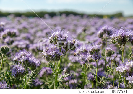 Lacy phacelia, blue tansy or purple tansy. Phacelia tanacetifolia 109775811