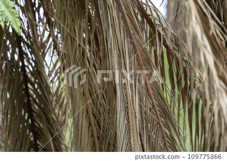Dead palm tree with dry branches on Florida home backyard. Tree removal concept Dead palm tree with dry branches on Florida home backyard. Tree removal concept 109775866