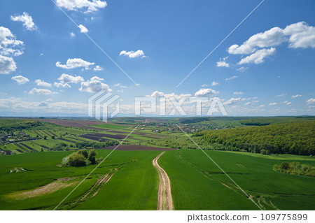 Aerial view of green farm fields in summer season with growing crops. Farming and agriculture industry 109775899