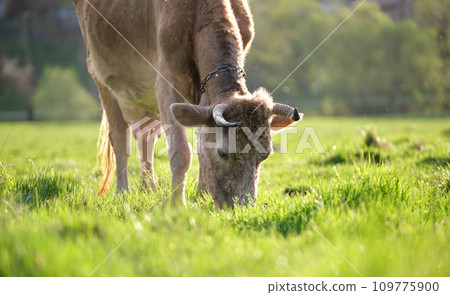 Milk cow grazing on green farm pasture on summer day. Feeding of cattle on farmland grassland 109775900