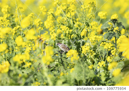 Sparrow 109775934