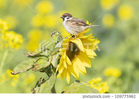 麻雀 麻雀 109775962