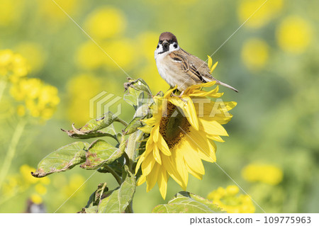 Sparrow Sparrow 109775963