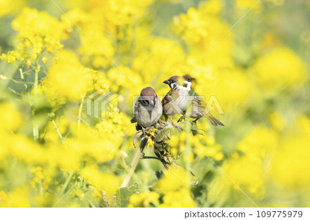 Sparrow Sparrow 109775979