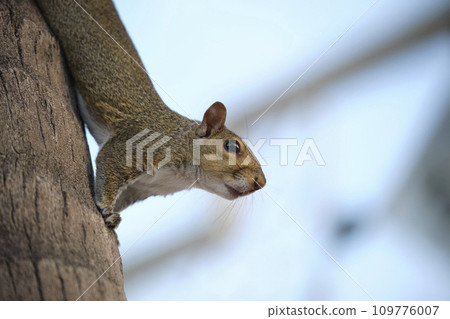 Beautiful wild gray squirrel climbing tree trunk in summer town park Beautiful wild gray squirrel climbing tree trunk in summer town park 109776007