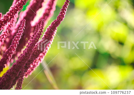 Indian red amaranth plant growing in summer garden. Leaf vegetable, cereal and ornamental plant, source of proteins and amino acids. 109776237