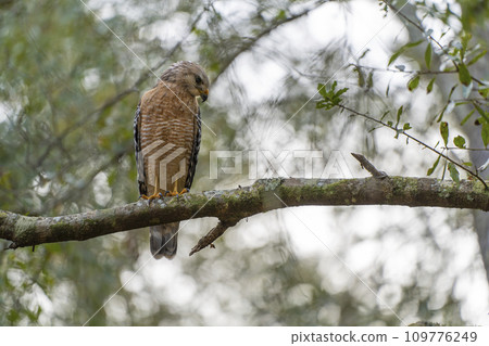 The red-shouldered hawk bird perching on a tree branch looking for prey to hunt in summer forest The red-shouldered hawk bird perching on a tree branch looking for prey to hunt in summer forest 109776249