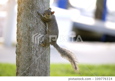 Beautiful wild gray squirrel climbing tree trunk in summer town park Beautiful wild gray squirrel climbing tree trunk in summer town park 109776314