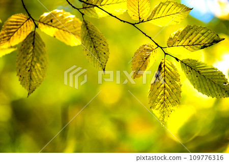 Close up of bright vibrant yellow leaves on a tree branches in autumn park. Detail of fall forest foliage. 109776316