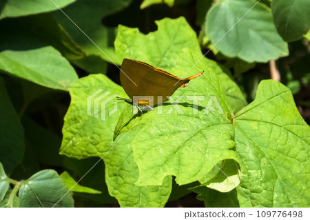 Butterfly from Laos, Southeast Asia, butterfly of the family Lycaenidae, genus Lycaenidae 109776498