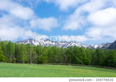 Fresh green forest and snowy mountains 109776616