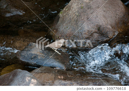 cobblestone sandpiper 109776618