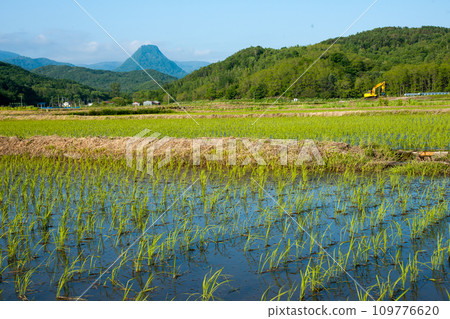Yamamura rice field 109776620