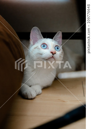 看著白色的貓 109776648
