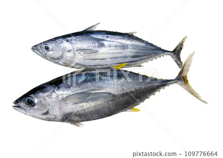 Cutout image of bluefin tuna and bonito tuna lined up 109776664