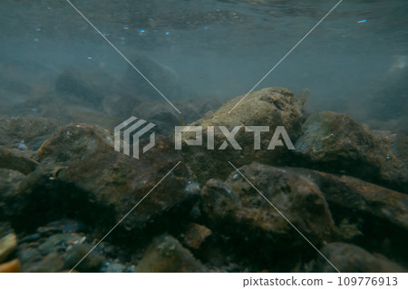 aquatic, river, brook 109776913