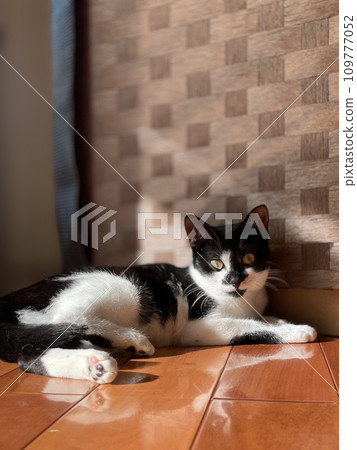 A cat A cat 109777052