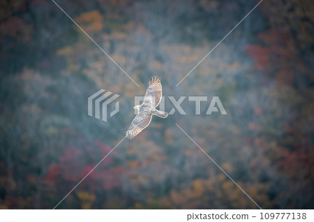Buzzard migration in October in Hokkaido. Buzzard migration in October in Hokkaido. 109777138