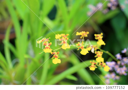 Orchid flower Oncidium 109777152