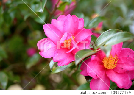 Sasanqua flowers Sasanqua flowers 109777159
