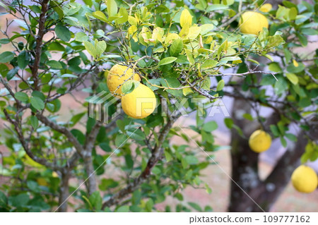 ponderosa fruit ponderosa fruit 109777162