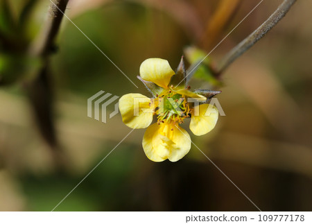 Yellow flowers of small radish blooming in the field in autumn (natural light + strobe, macro close-up photography) 109777178