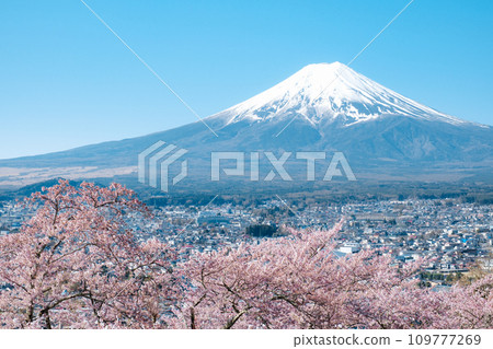 Cherry blossoms and Mt. Fuji (Arakurayama Sengen Park) 109777269