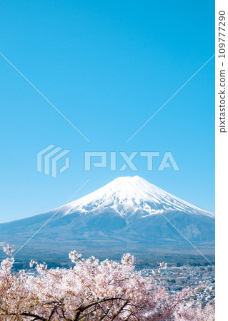 Cherry blossoms and Mt. Fuji (Arakurayama Sengen Park) 109777290