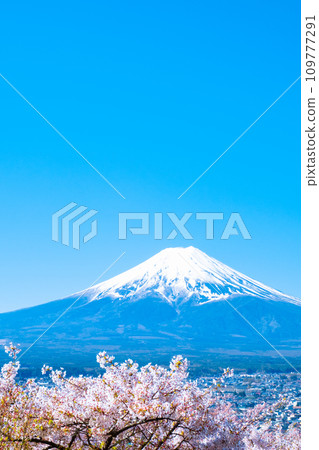 Cherry blossoms and Mt. Fuji (Arakurayama Sengen Park) 109777291