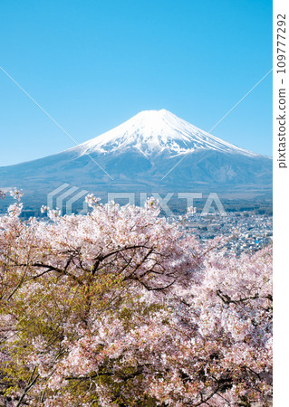 Cherry blossoms and Mt. Fuji (Arakurayama Sengen Park) 109777292