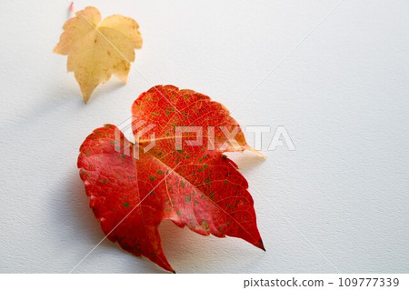 秋天的圖像秋天的樹葉常春藤葉背景 109777339