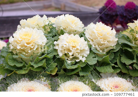 Habotan flowers Habotan flowers 109777461